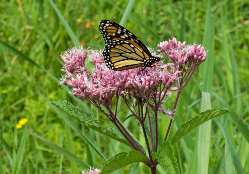 Monarch on joe-pye weed