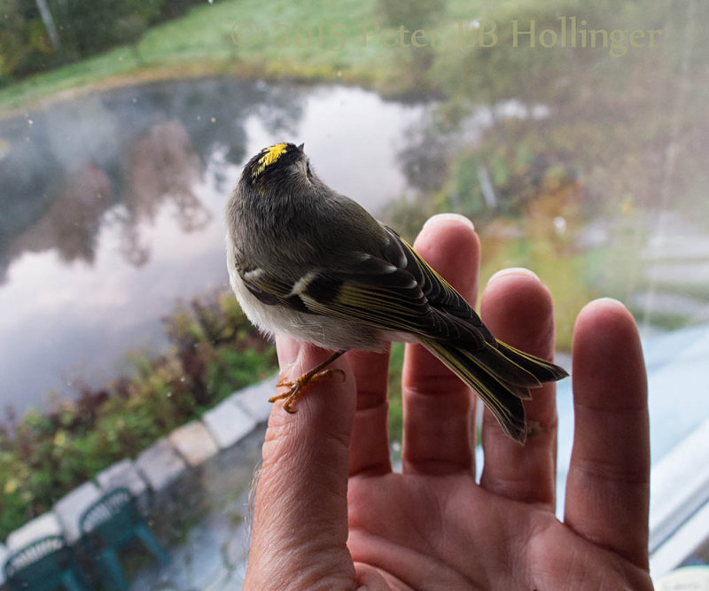 Golden-crowned kinglet female