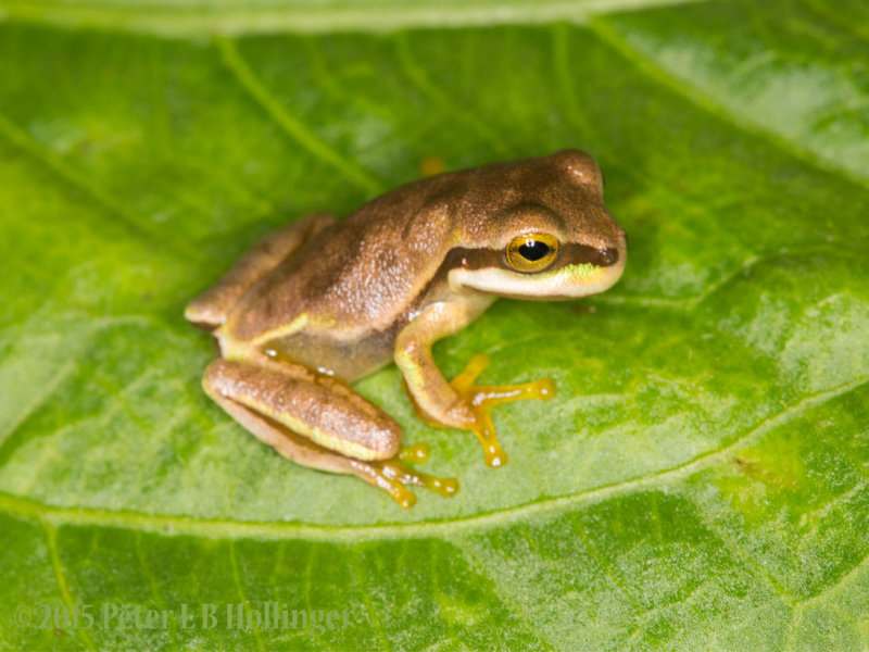 Peeper-sized Tree Frog