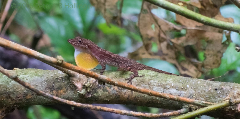 Slender Anole (Anolis apletophallus)