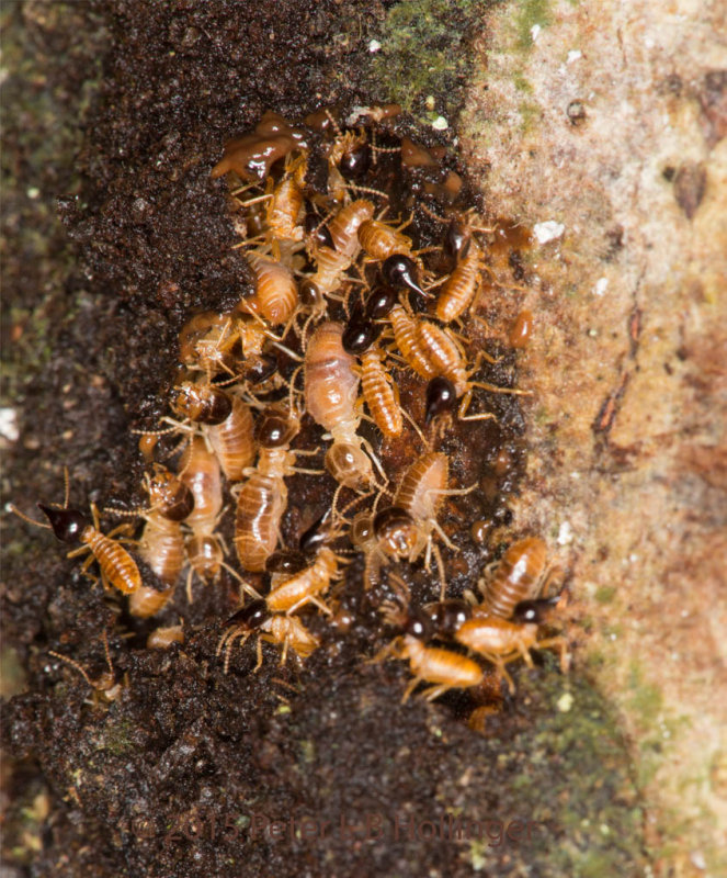 Nasutitermes corniger termites repairing tunnel