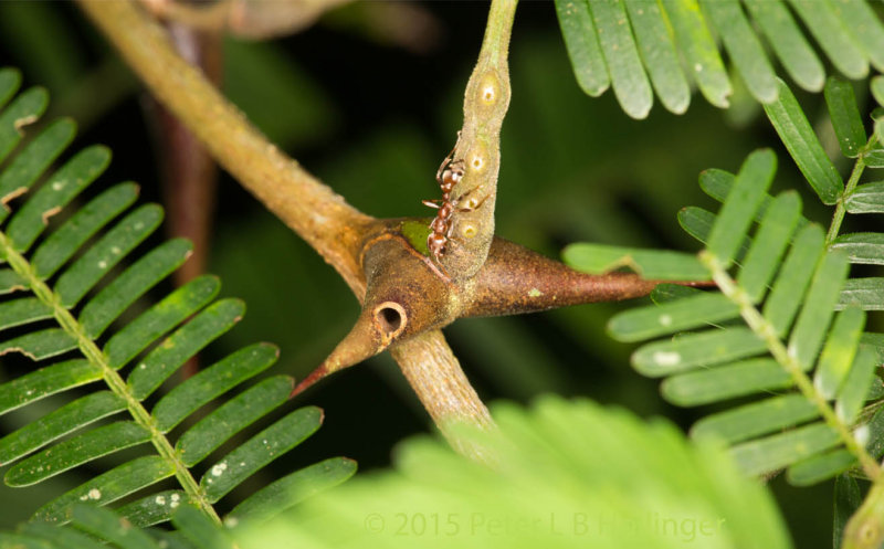 Bullhorn Acacia (Vachellia cornigera) with Pseudomyrmex ant