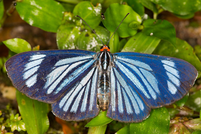 blue and white butterfly