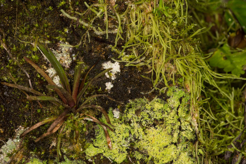 Tiny Bromeliad and other Epiliths