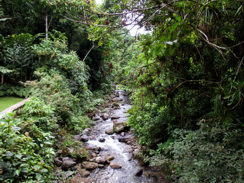 Canopy Lodge river