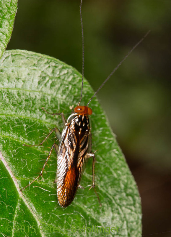 Pseudophyllodromia Forest Cockroach