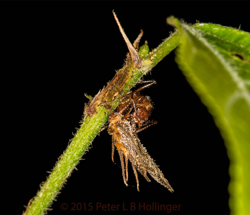 Ant biting a Cordyceps-killed bug