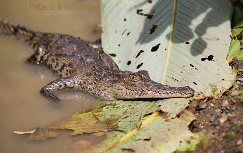 Young crocodile in a mud puddle