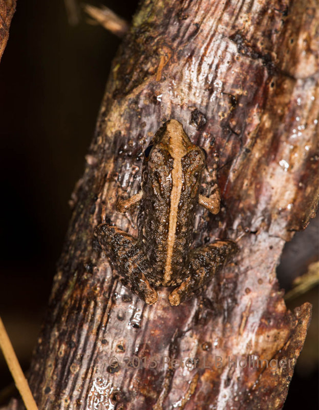 Well-camouflaged common rain frog