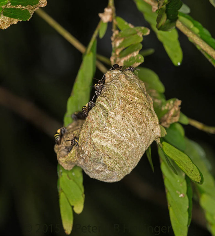 wasps working on nest