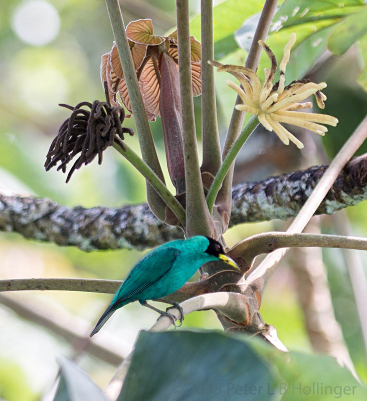 Green Honeycreeper (Chlorophanes spiza)