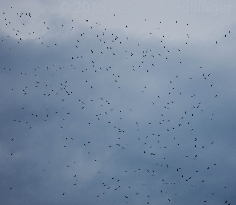 Migrating turkey vultures getting a lift from Panama City