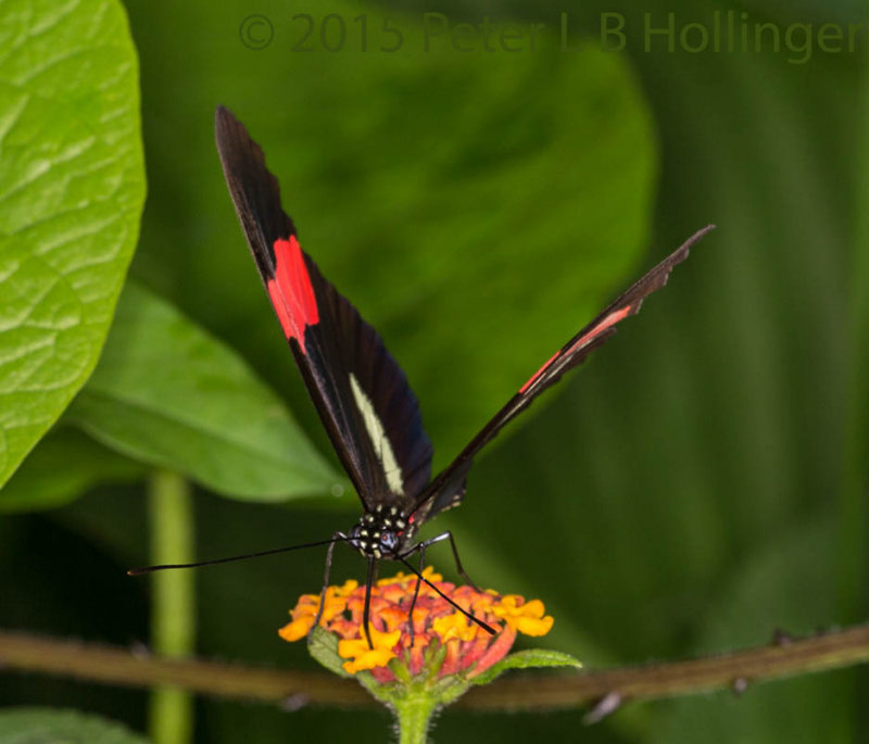 Red Postman (Heliconius erato) on Lantana