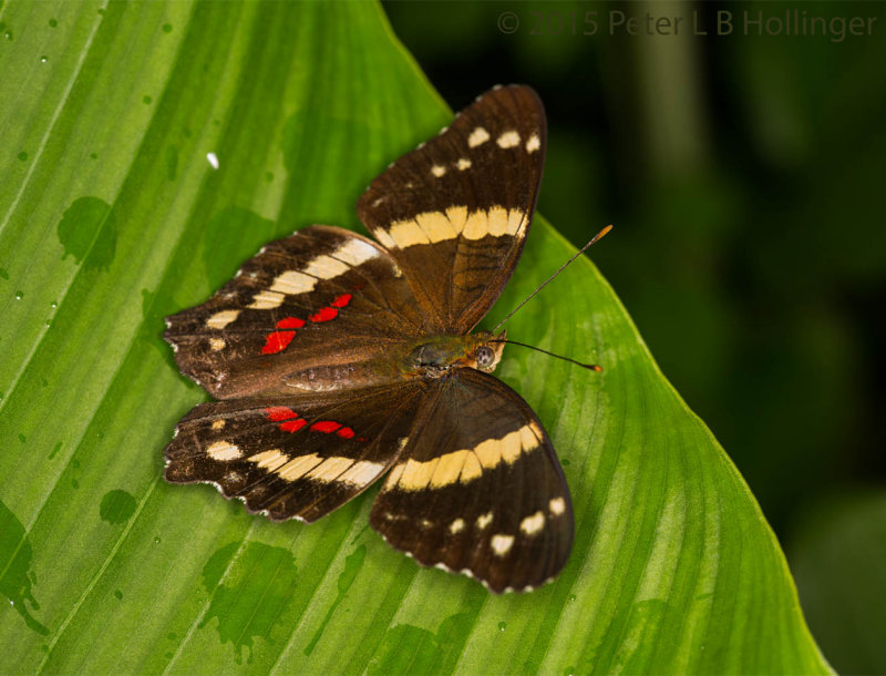 Banded Peacock (Anartia fatima)