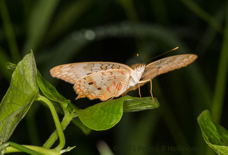 White Peacock (Anartia jatrophae)