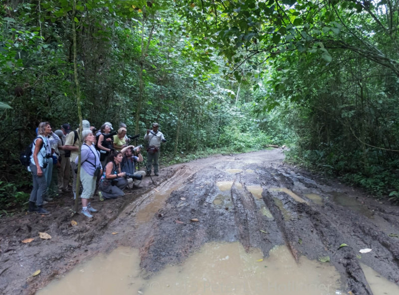 Birding Pipeline Road