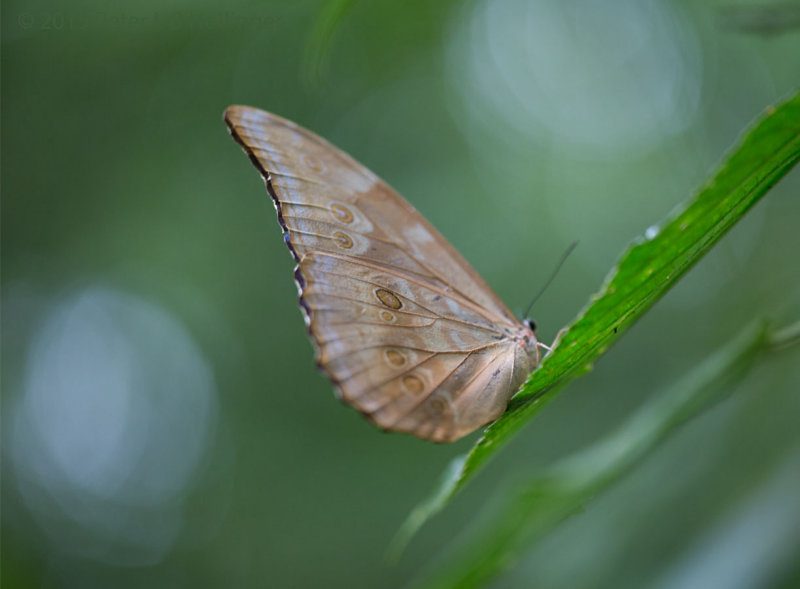 Menelaus? Blue Morpho (Morpho menelaus?)