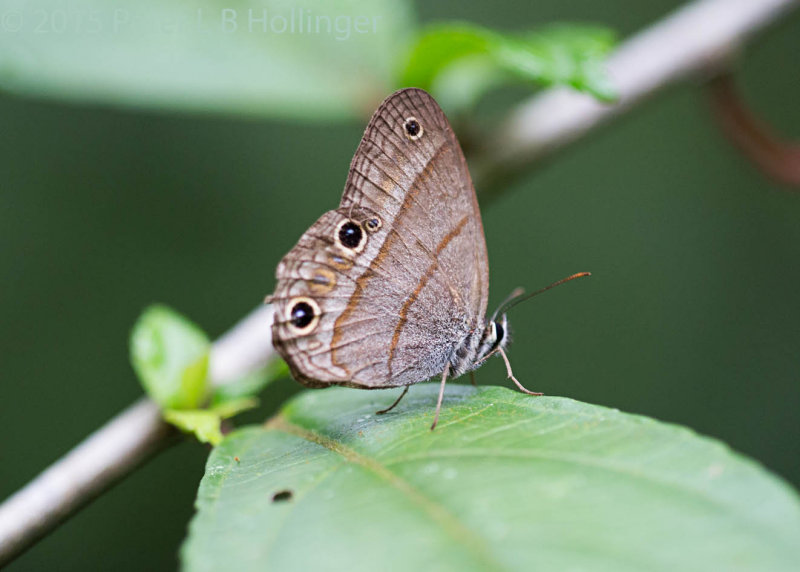 Plain(?) Satyr (<i>Cissia pompilia</i>?)