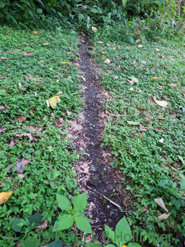 Leaf-cutter ants on their path