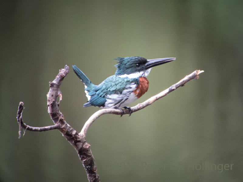 Amazon Kingfisher (Chloroceryle amazona)