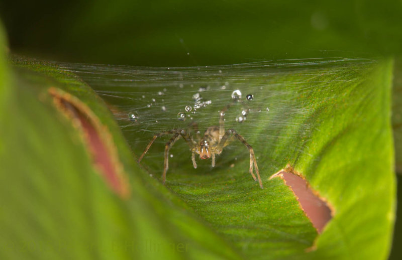 Spider in Leaf