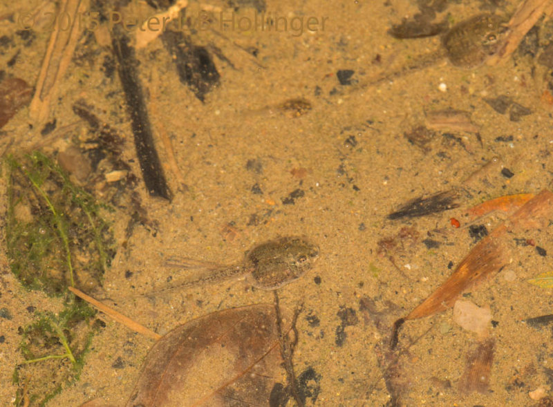 Rainfrog Tadpoles in Puddle