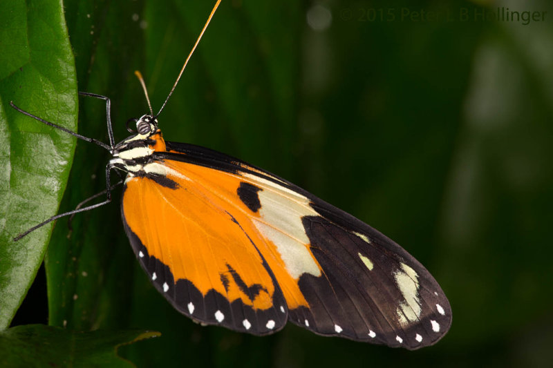 Tigerwing (Hypothyris lycaste(?))