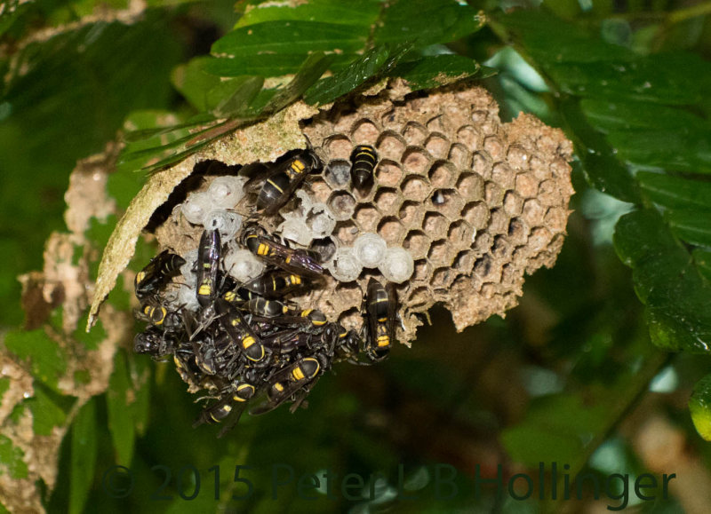 Wasp nest exposed