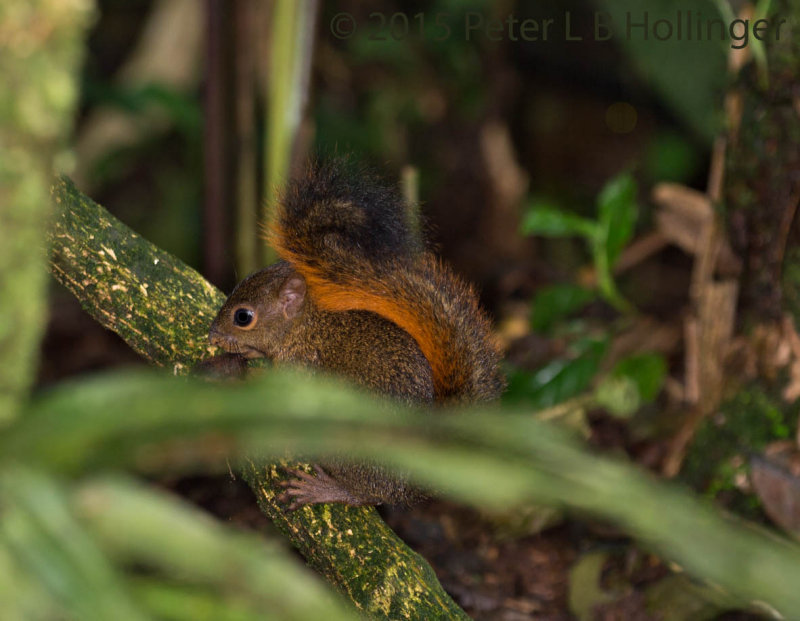 Red-Tailed Squirrel (Sciurus granatensis)