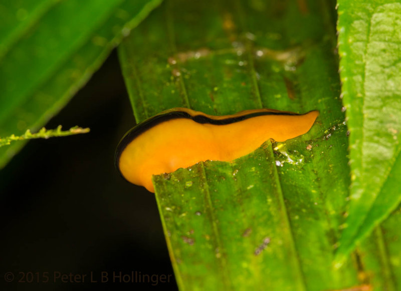 Orange Slug with Black Stripe