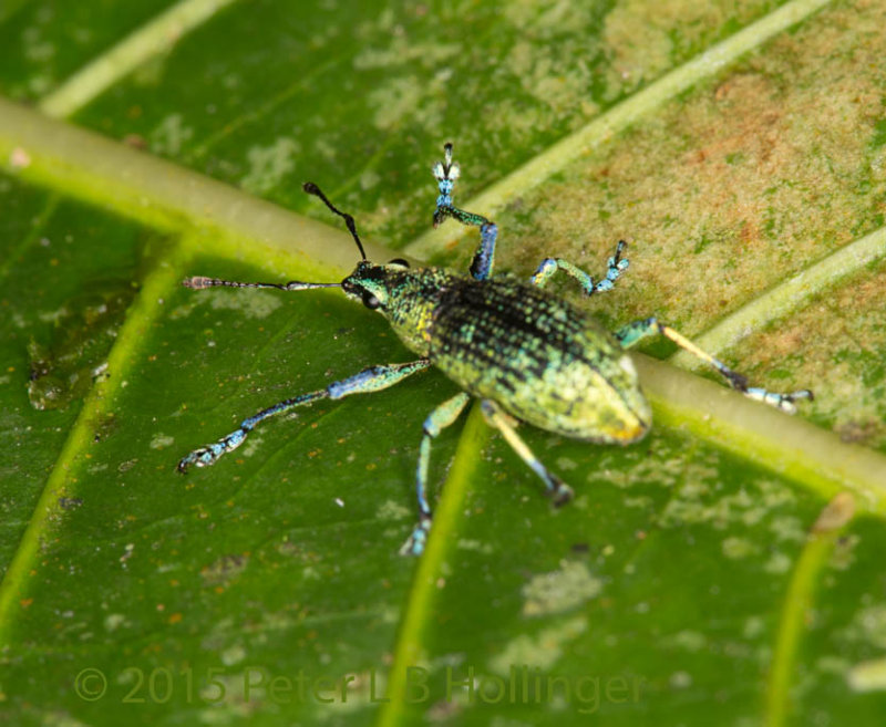 Colorful beetle