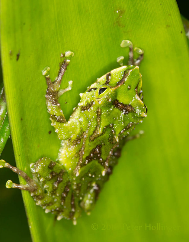 Frog in Bromeliad
