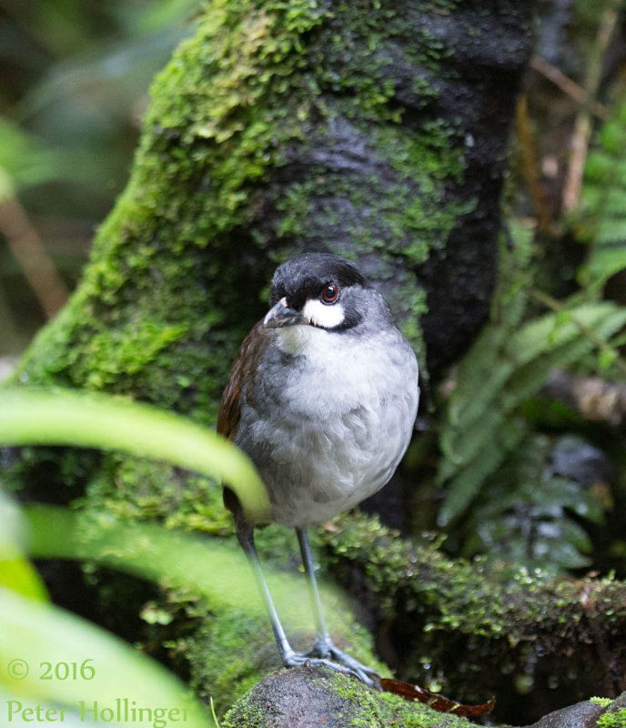 Jocotoco Antpitta