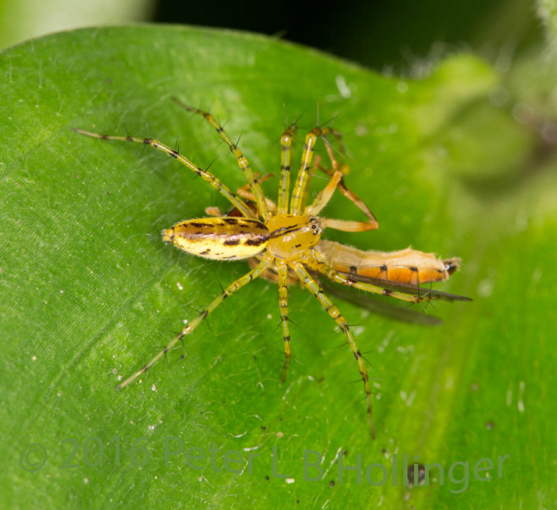 Lynx spider with hoverfly