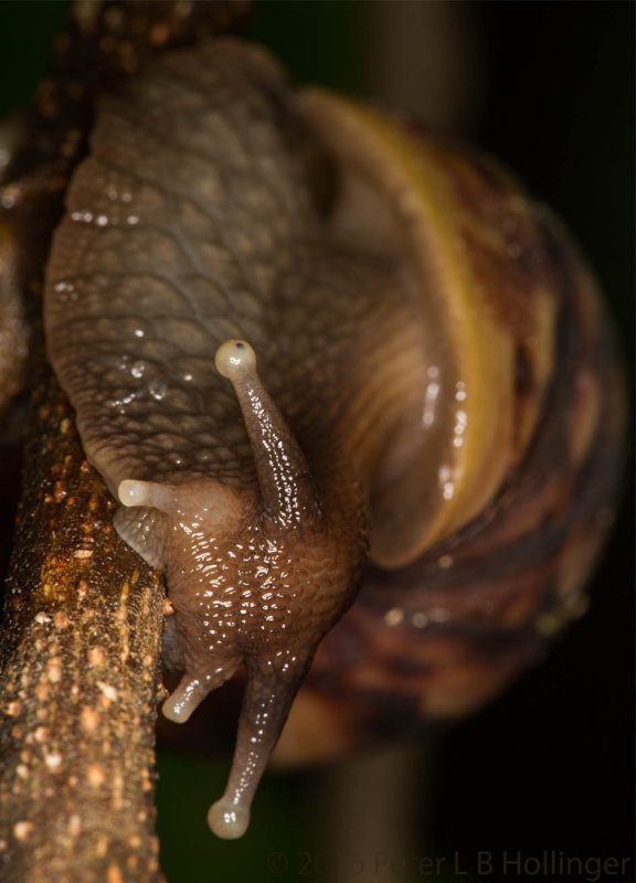 Snail Eye