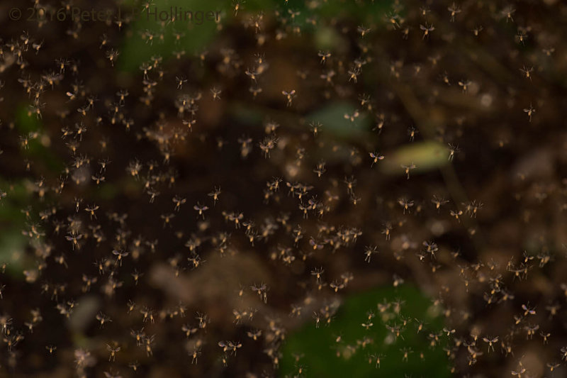 Dense swarm of gnats