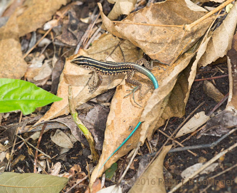 Blue-tailed skink?