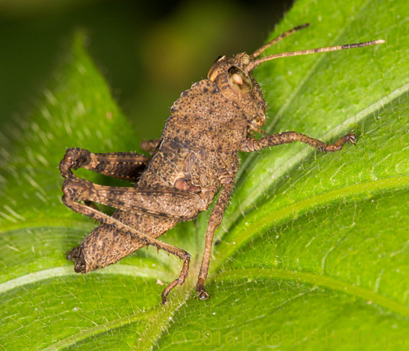 Lttle brown grasshopper
