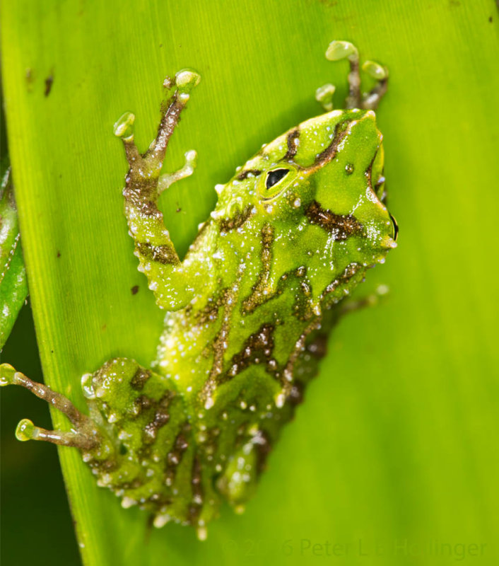 Tree Frog in Bromeliad