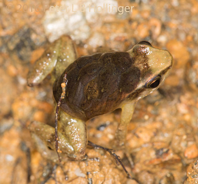 Mama Frog with Tadpoles