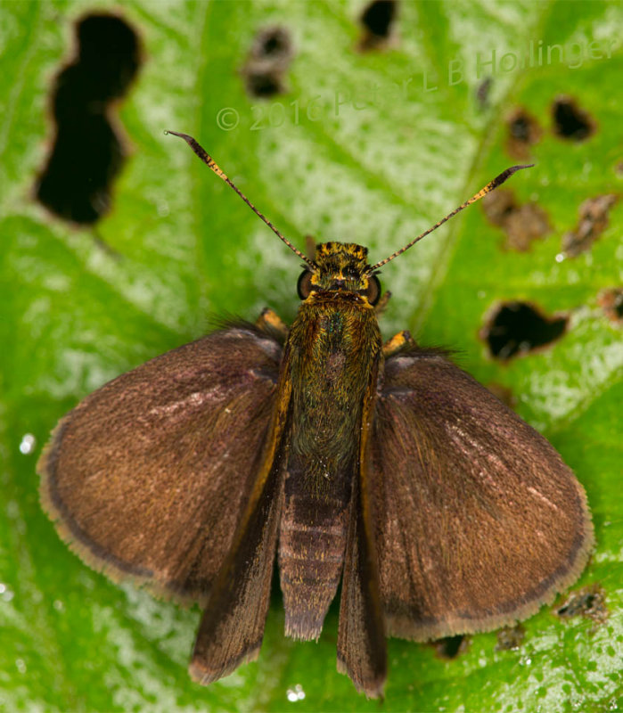 Skipper Butterfly