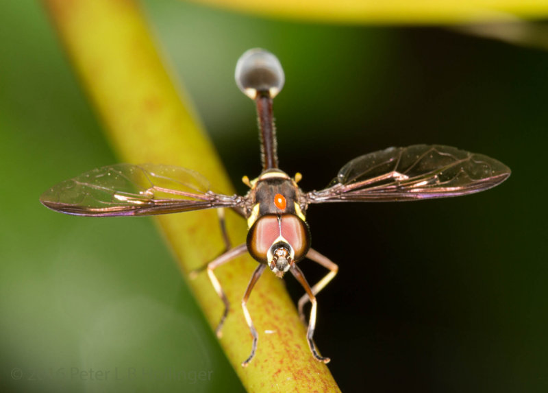 Wasp-waist fly with mite