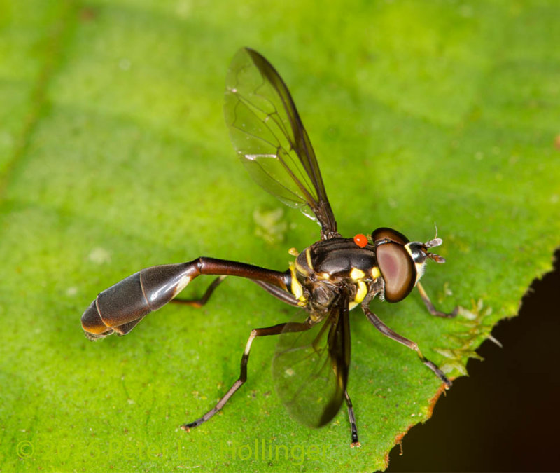 Wasp-waist fly with mite