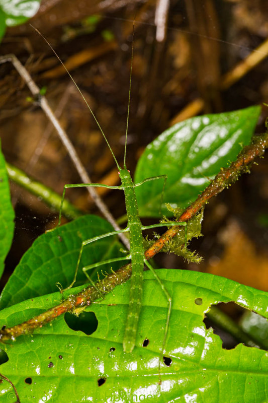 Green Stick Insect