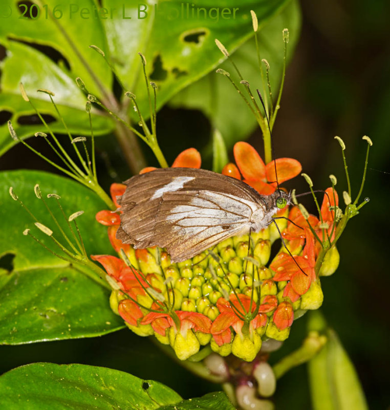Butterfly on Bloom