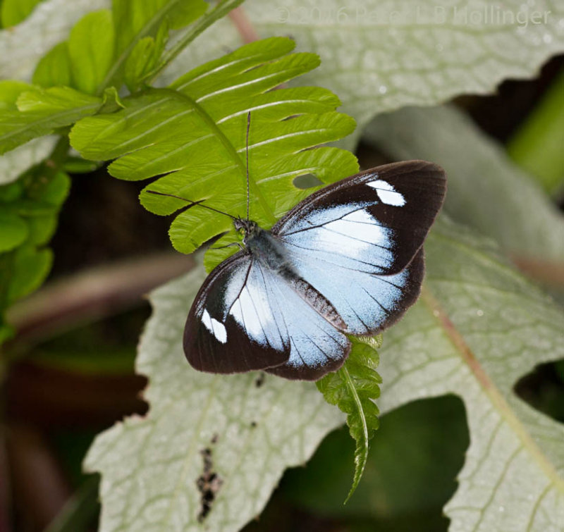 blue and black butterfly