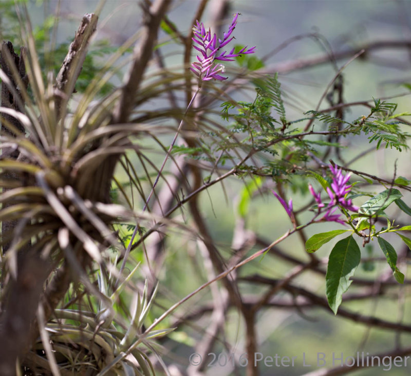 purple-flowered tillandsia on acacia