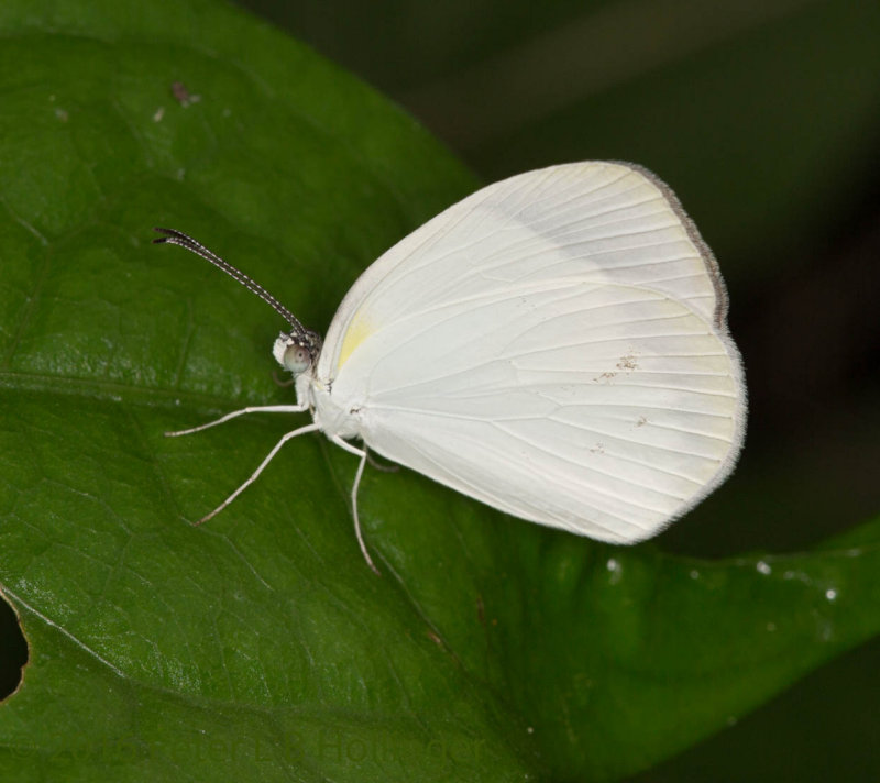 little white butterfly