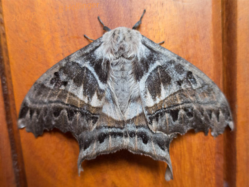 Moth on Dr. Weaver's Door