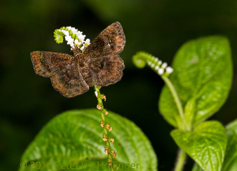 brown butterfly on boraginaceae